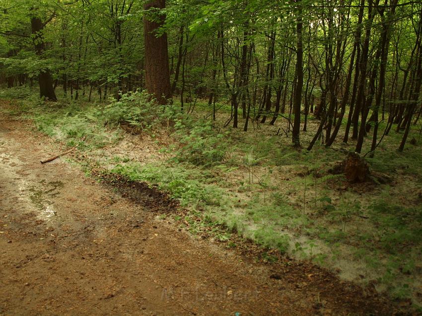 Waldbrand Bergisch Gladbach Bensberg P200.JPG